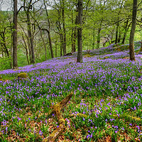 Buy canvas prints of Yorkshire Woodland Bluebells by Diana Mower