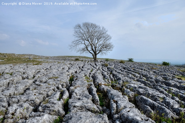 The Lone Tree Malham Picture Board by Diana Mower