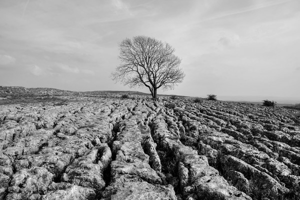 The Lone Tree Malham in monochrome Picture Board by Diana Mower