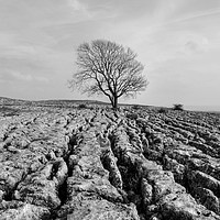 Buy canvas prints of The Lone Tree Malham in monochrome by Diana Mower