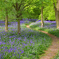 Buy canvas prints of English Bluebell Wood by Diana Mower
