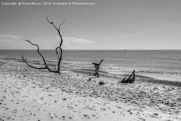 Covehithe Beach Monochrome Picture Board by Diana Mower
