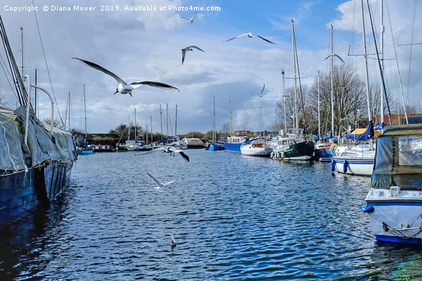 Gulls over the Canal Heybridge Basin Essex  Picture Board by Diana Mower