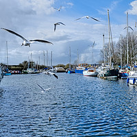 Buy canvas prints of Gulls over the Canal Heybridge Basin Essex  by Diana Mower