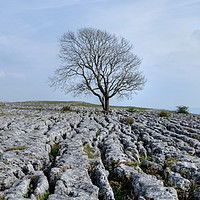 Buy canvas prints of The Lone Tree Malham by Diana Mower