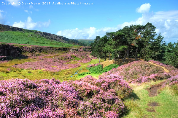 Ilkley Moor Yorkshire Picture Board by Diana Mower
