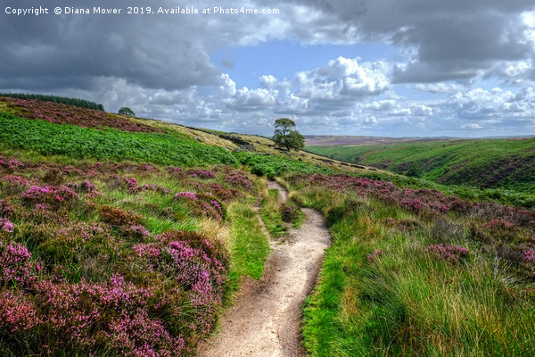 Haworth Moor Heather Footpath Picture Board by Diana Mower