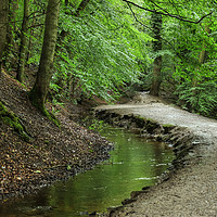 Buy canvas prints of Skipton Castle Woods by Diana Mower