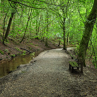 Buy canvas prints of Skipton Castle Woodlands by Diana Mower