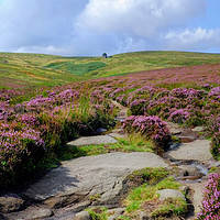 Buy canvas prints of Haworth Moor Footpath to Top Withens by Diana Mower