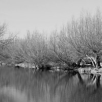 Buy canvas prints of Midwinter on The River Stour   by Diana Mower