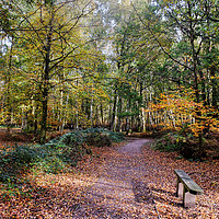 Buy canvas prints of The Beech Walk Epping by Diana Mower