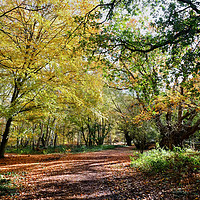 Buy canvas prints of Epping Forest Beeches by Diana Mower