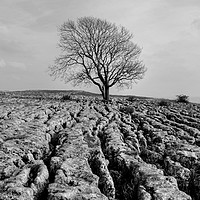 Buy canvas prints of The Lone Tree Malham Monochrome by Diana Mower