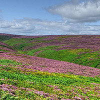 Buy canvas prints of Yorkshire Dales Heather hills by Diana Mower