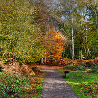 Buy canvas prints of The Beech Trail Epping  by Diana Mower