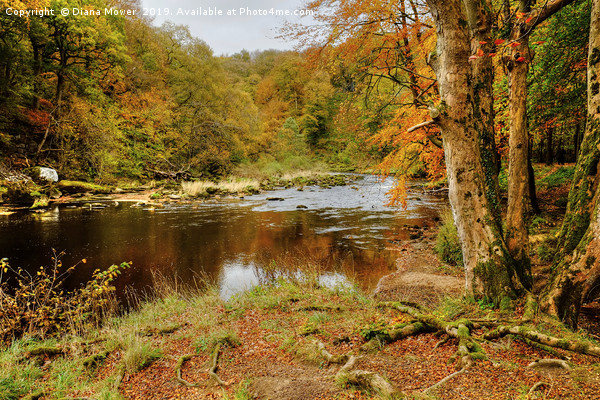 Autumn on the River Wharfe  Picture Board by Diana Mower