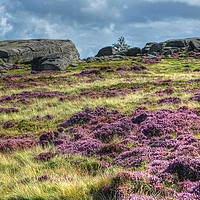 Buy canvas prints of Ilkley Moor Heather panoramic by Diana Mower