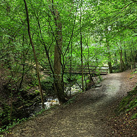 Buy canvas prints of Skipton Castle Woodlands  by Diana Mower