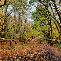 Buy canvas prints of Epping Forest  by Diana Mower