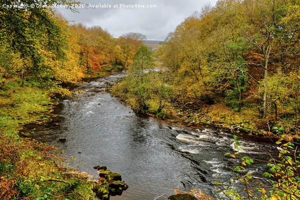 The River Wharfe Bolton Abbey Picture Board by Diana Mower