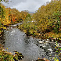 Buy canvas prints of The River Wharfe Bolton Abbey by Diana Mower