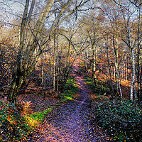 Buy canvas prints of Epping Forest Up and Down Trail by Diana Mower