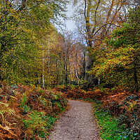 Buy canvas prints of Epping Forest Trail by Diana Mower