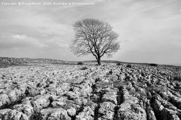 Lone Tree Malham Monochrome Picture Board by Diana Mower