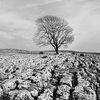 Buy canvas prints of Lone Tree Malham Monochrome by Diana Mower