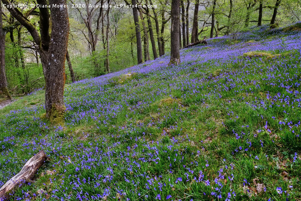Yorkshire Dales Hillside Bluebells Picture Board by Diana Mower