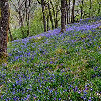 Buy canvas prints of Yorkshire Dales Hillside Bluebells by Diana Mower