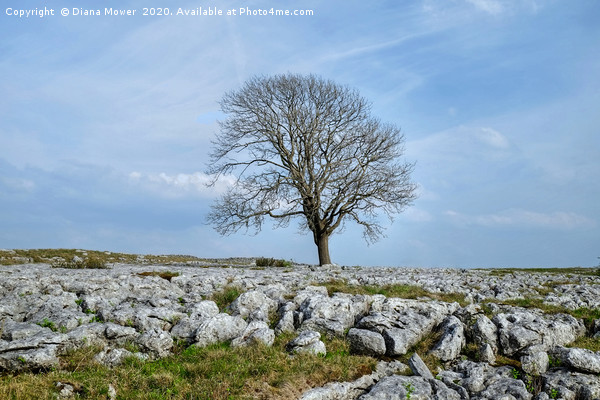 The Malham Tree Picture Board by Diana Mower