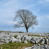 Buy canvas prints of The Malham Tree by Diana Mower