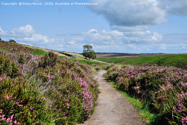 Haworth Moor Footpath Picture Board by Diana Mower