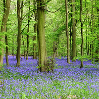 Buy canvas prints of Bluebells Essex  in Ancient Woodlands by Diana Mower
