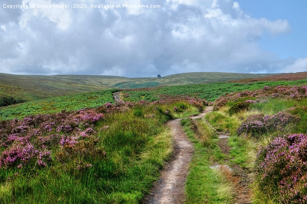Haworth Moor Pathway Picture Board by Diana Mower