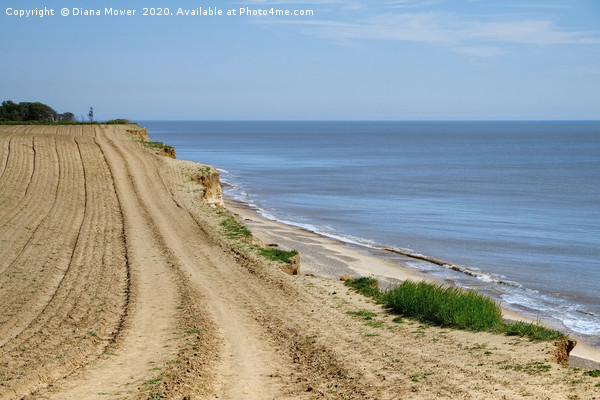 The path to Covehithe Beach Picture Board by Diana Mower