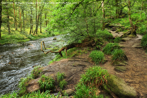 River near Hardcastle Crags Picture Board by Diana Mower