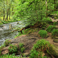 Buy canvas prints of River near Hardcastle Crags by Diana Mower
