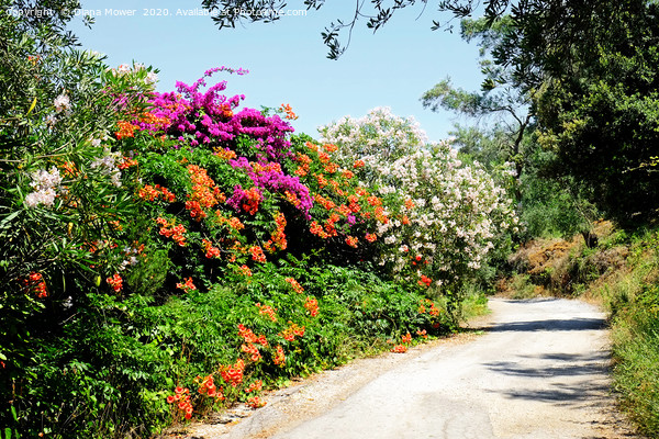 The Flowers of the Corfu Countryside Picture Board by Diana Mower