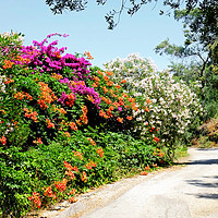 Buy canvas prints of The Flowers of the Corfu Countryside by Diana Mower