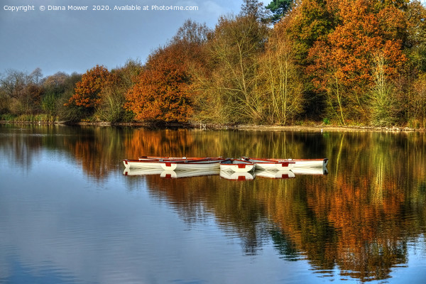 Hatfield Forest Autumn lake Picture Board by Diana Mower