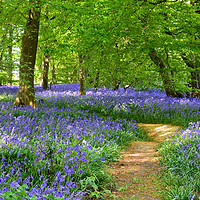 Buy canvas prints of English Bluebell Wood  by Diana Mower