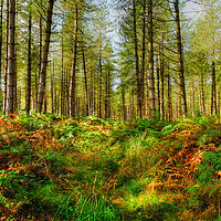 Buy canvas prints of Cannock Chase Staffordshire by Diana Mower