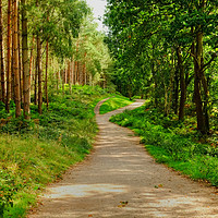 Buy canvas prints of Cannock Chase Trail by Diana Mower