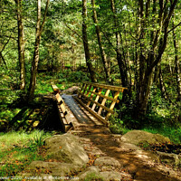 Buy canvas prints of Cannock Chase Cycle Trail by Diana Mower