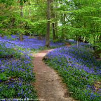 Buy canvas prints of Bluebell Wood Chalkney Essex   by Diana Mower