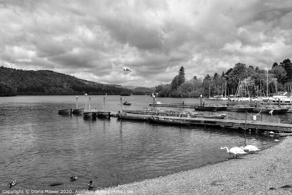 Lake Windermere at Bowness Picture Board by Diana Mower