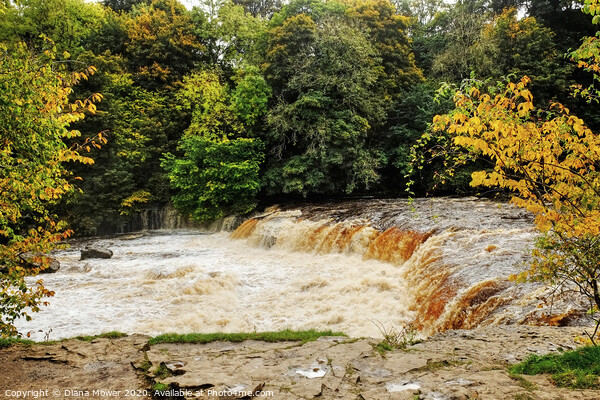 Aysgarth Upper Falls in flood  Wensleydale Framed Mounted Print by Diana Mower